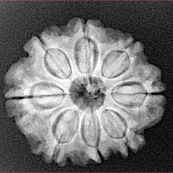 8 Mukhi Rudraksha 23.3mm 4gm - Origin: Nepal - Xray