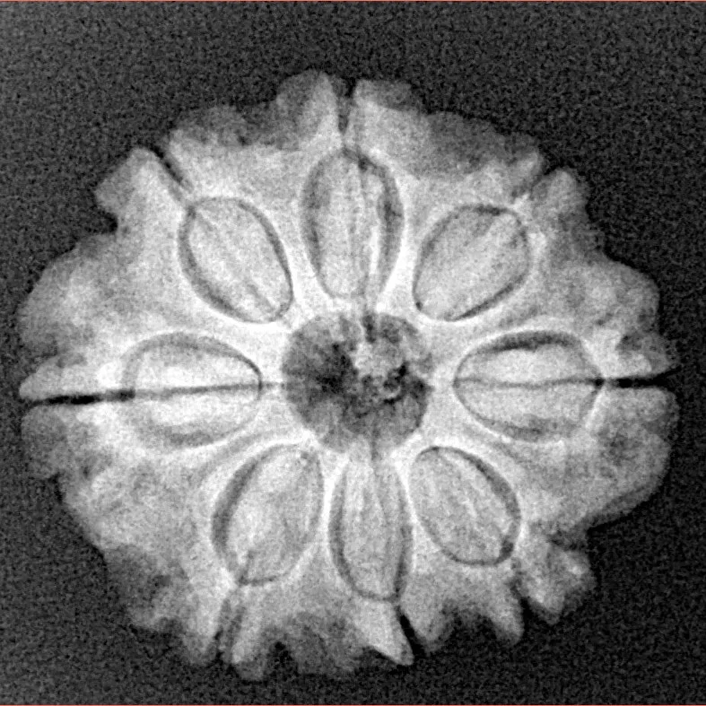 8 Mukhi Rudraksha 23.3mm 4gm - Origin: Nepal - Xray