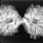 11 MK Gaurishankar 35.1mm 5.9gm - Xray