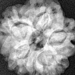 1MK(Underdeveloped) 22.1mm 3.7gm - Xray