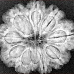 9 Mukhi Rudraksha 28mm 6.1gm - Xray