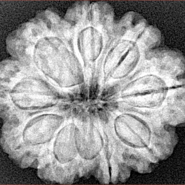 9 Mukhi Rudraksha 28mm 6.1gm - Xray