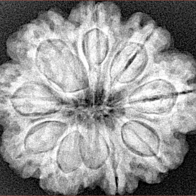 9 Mukhi Rudraksha 28mm 6.1gm - Xray