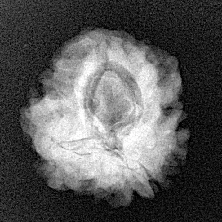 1 Mukhi Rudraksha 22.7mm 3gm - Xray