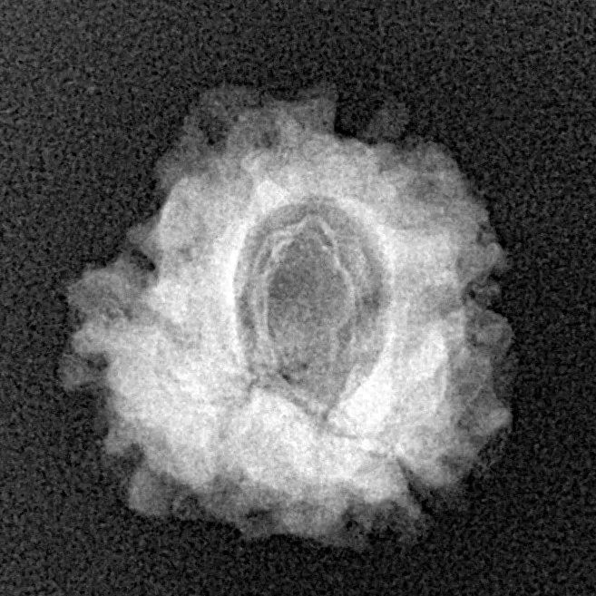 1 Mukhi Rudraksha 20.1mm 2.1gm - Xray