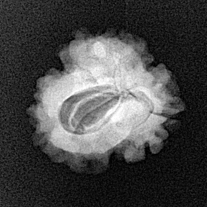 1 Mukhi Rudraksha 21mm 2.31gm - Xray