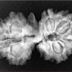 9 Mukhi G.S & Ganesh 31.7mm 5gm - Xray