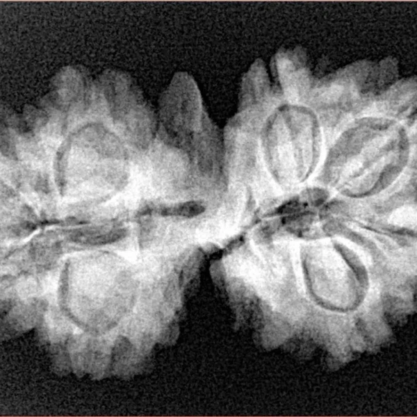 9 Mukhi G.S & Ganesh 31.7mm 5gm - Xray