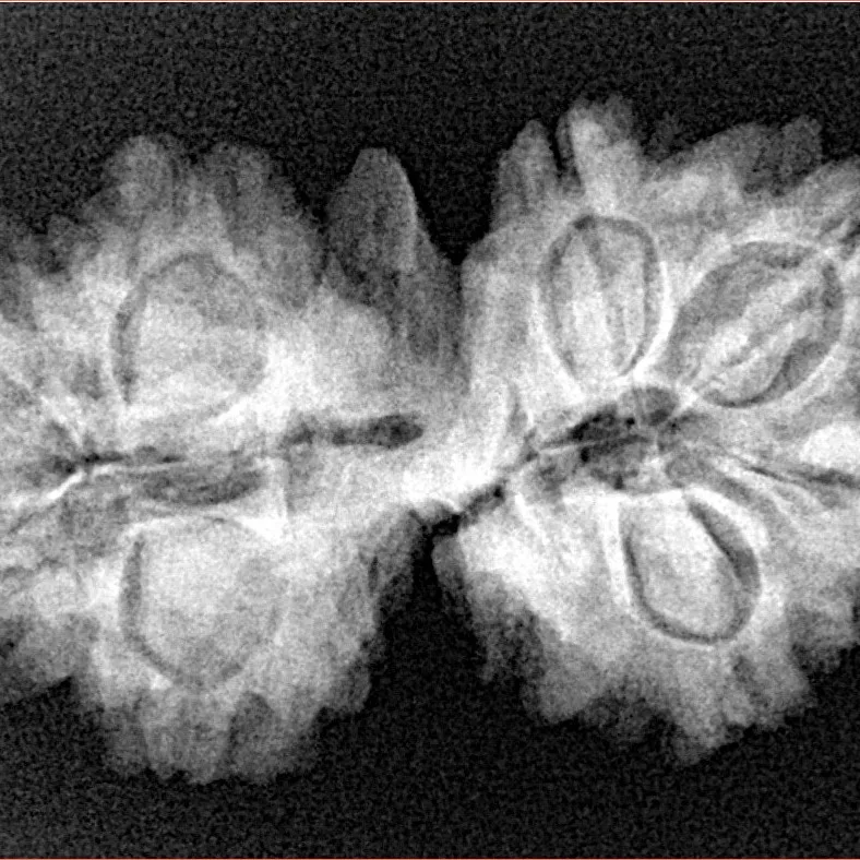 9 Mukhi G.S & Ganesh 31.7mm 5gm - Xray