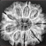 9 Mukhi Rudraksha 27.2mm 5gm - Xray