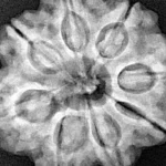 8 Mukhi Rudraksha 28.2mm 7.08gm - Xray