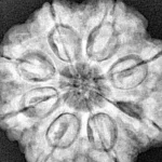 8 Mukhi Rudraksha 26.8mm 6.63gm - Xray