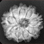9 Mukhi Rudraksha 24.1mm 4.29gm - Xray