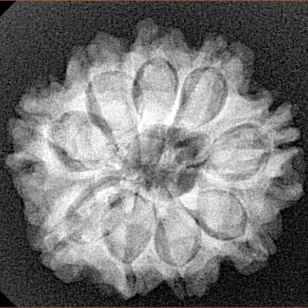 9 Mukhi Rudraksha 24.1mm 4.29gm - Xray