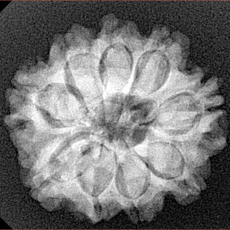 9 Mukhi Rudraksha 24.1mm 4.29gm - Xray