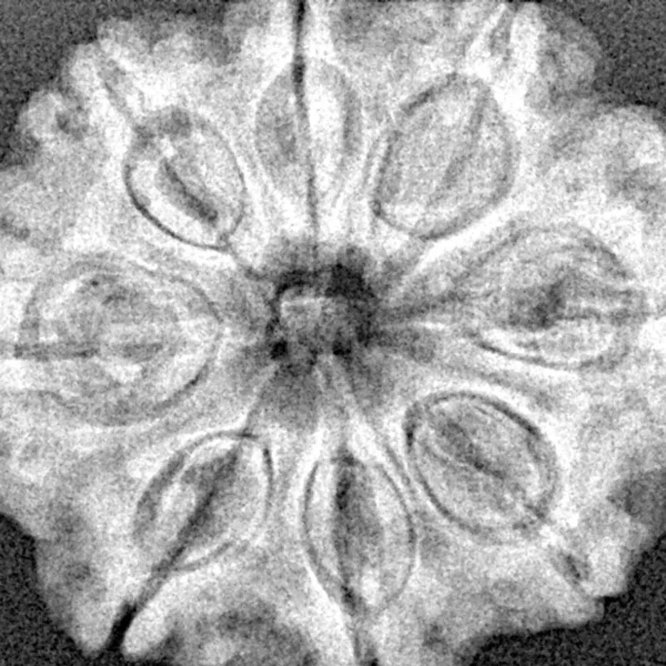 8 Mukhi Rudraksha 28.8mm 6.36gm - Xray