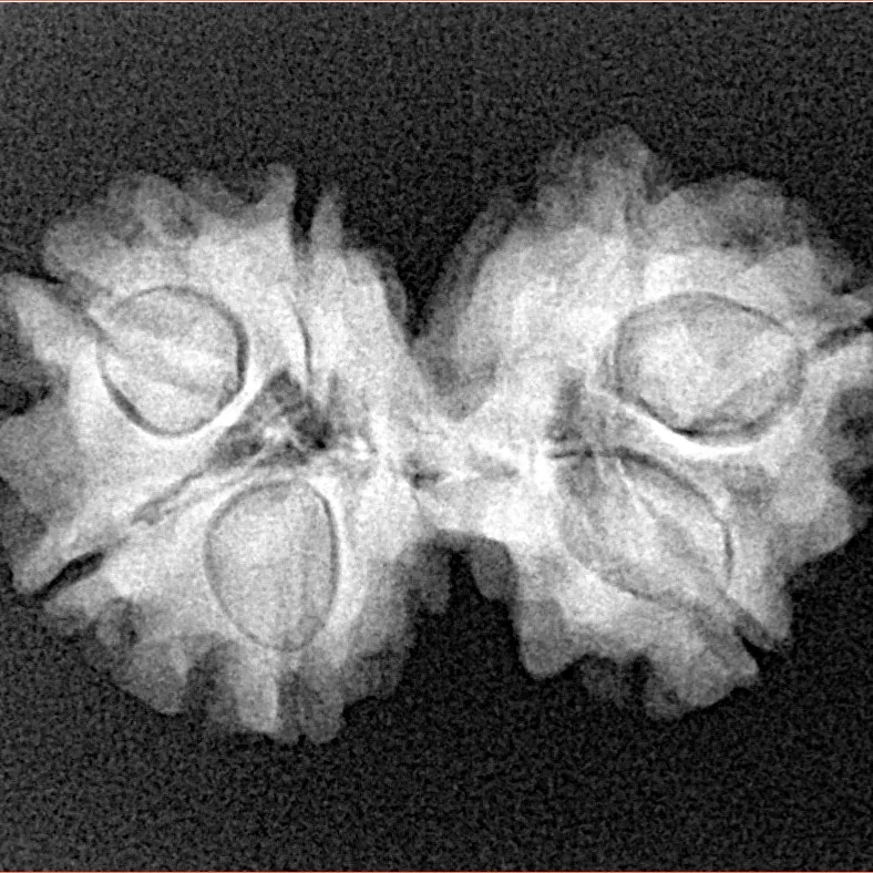 7 MK Gaurishankar 26.4mm 3.56gm - Xray