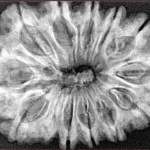 12 Mukhi Rudraksha 34.4mm 6.61gm - Xray