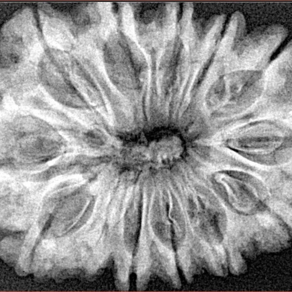12 Mukhi Rudraksha 34.4mm 6.61gm - Xray