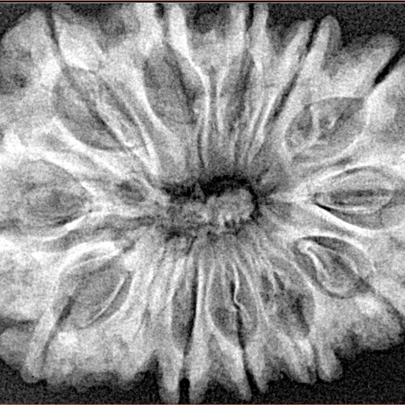 12 Mukhi Rudraksha 34.4mm 6.61gm - Xray