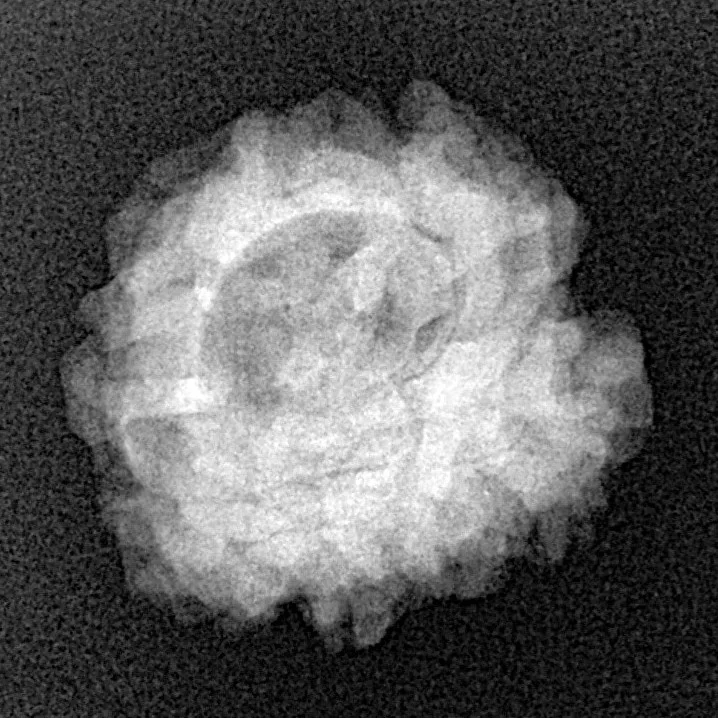 1 Mukhi Rudraksha 21mm 2.81gm - Xray