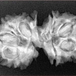 10 Mukhi G.S & Ganesh 31.3mm 4.54gm - Xray