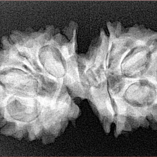 10 Mukhi G.S & Ganesh 31.3mm 4.54gm - Xray