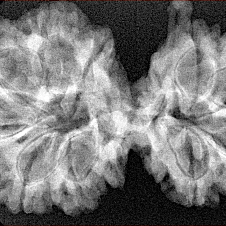 10 Mukhi G.S & Ganesh 37.6mm 6.59gm - Xray