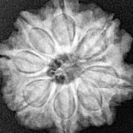 8 Mukhi Rudraksha 22.4mm 4.16gm - Xray