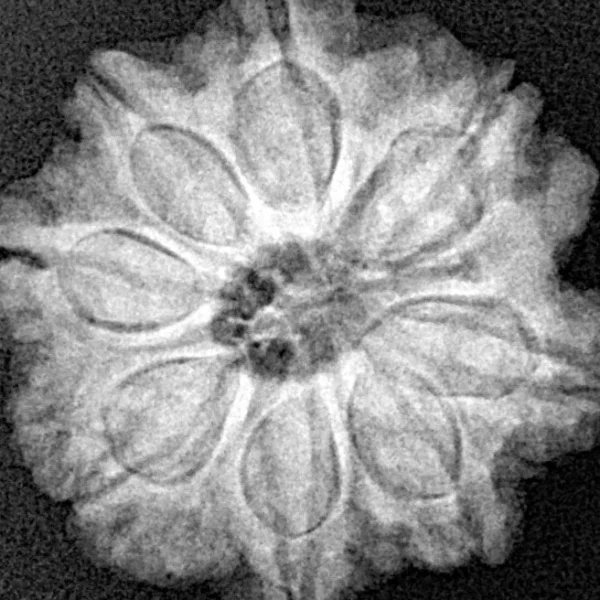 8 Mukhi Rudraksha 22.4mm 4.16gm - Xray