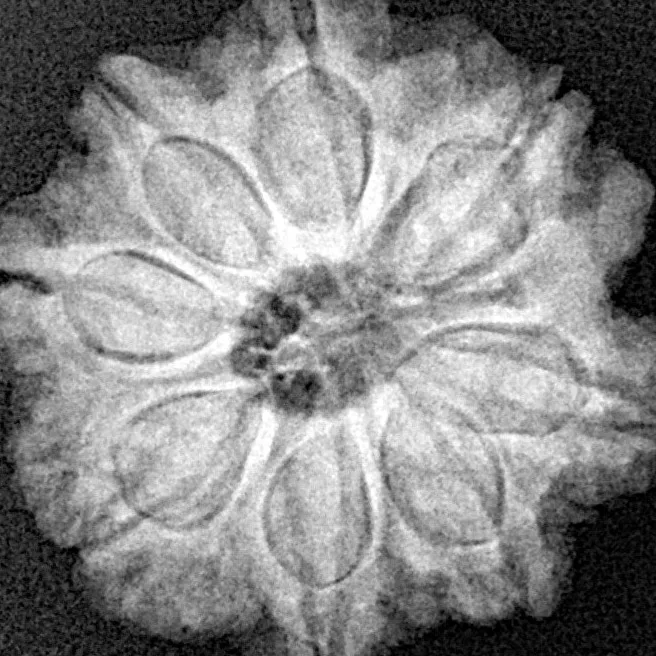 8 Mukhi Rudraksha 22.4mm 4.16gm - Xray