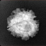 1 Mukhi Rudraksha 21.7mm 2.7gm - Xray