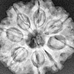 8 Mukhi Rudraksha 25.7mm 5.42gm - Xray