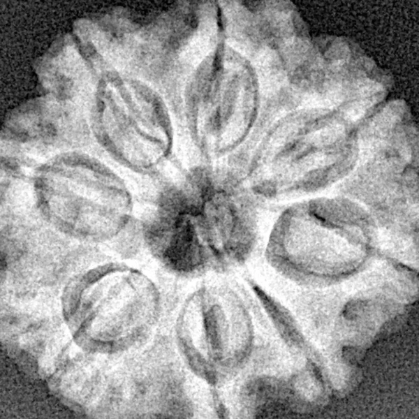8 Mukhi Rudraksha 25.7mm 5.42gm - Xray