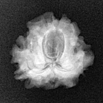 1 Mukhi Rudraksha 19.8mm 2.58gm - Xray