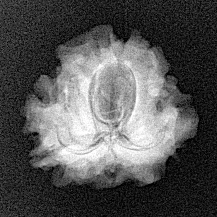 1 Mukhi Rudraksha 19.8mm 2.58gm - Xray