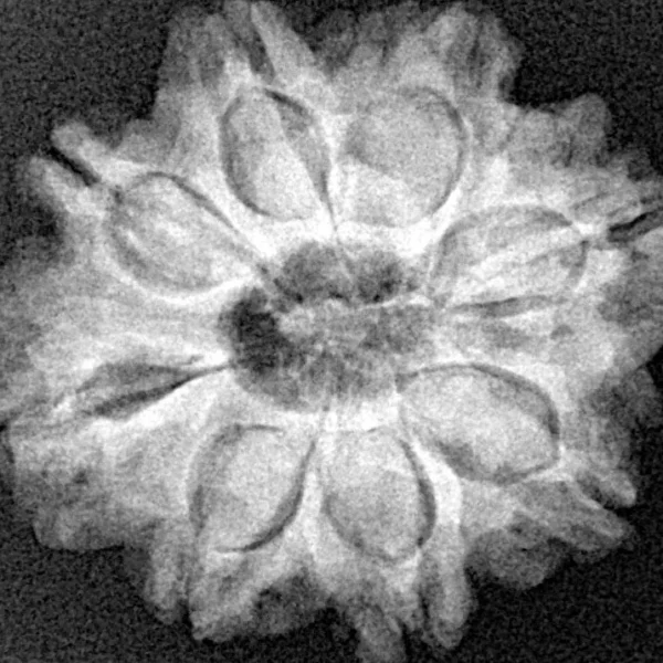 8 Mukhi Rudraksha 25.6mm 4.52gm - Xray