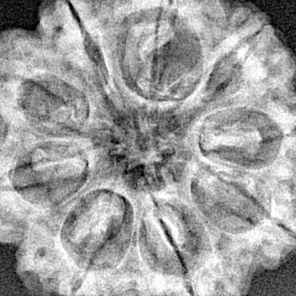 9 Mukhi Rudraksha 28.5mm 6.42gm - Xray