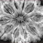 10 Mukhi Rudraksha 33.9mm 7.92gm - Xray