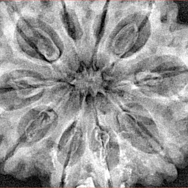 10 Mukhi Rudraksha 33.9mm 7.92gm - Xray