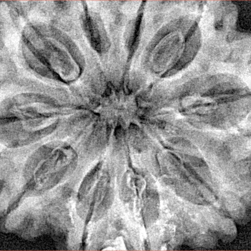 10 Mukhi Rudraksha 33.9mm 7.92gm - Xray