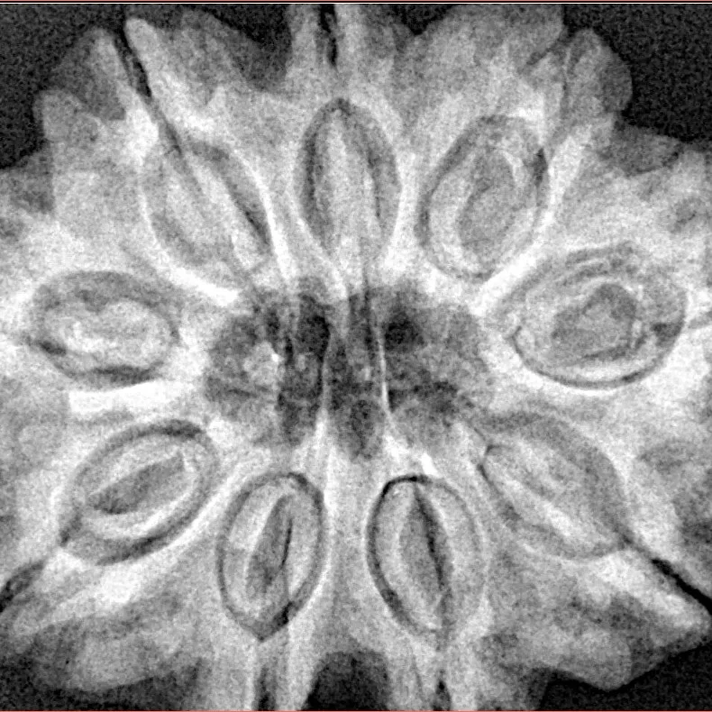 9 Mukhi Rudraksha 31.8mm 8.12gm - Xray
