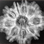 9 Mukhi Rudraksha 28.6mm 5.43gm - Origin: Nepal - Xray