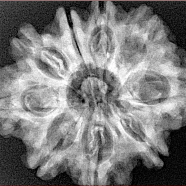 9 Mukhi Rudraksha 28.6mm 5.43gm - Origin: Nepal - Xray