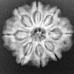 8 Mukhi Rudraksha 24.5mm 4.65gm - Xray
