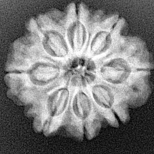 8 Mukhi Rudraksha 24.5mm 4.65gm - Xray