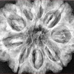 9 Mukhi Rudraksha 30.9mm 7gm - Xray