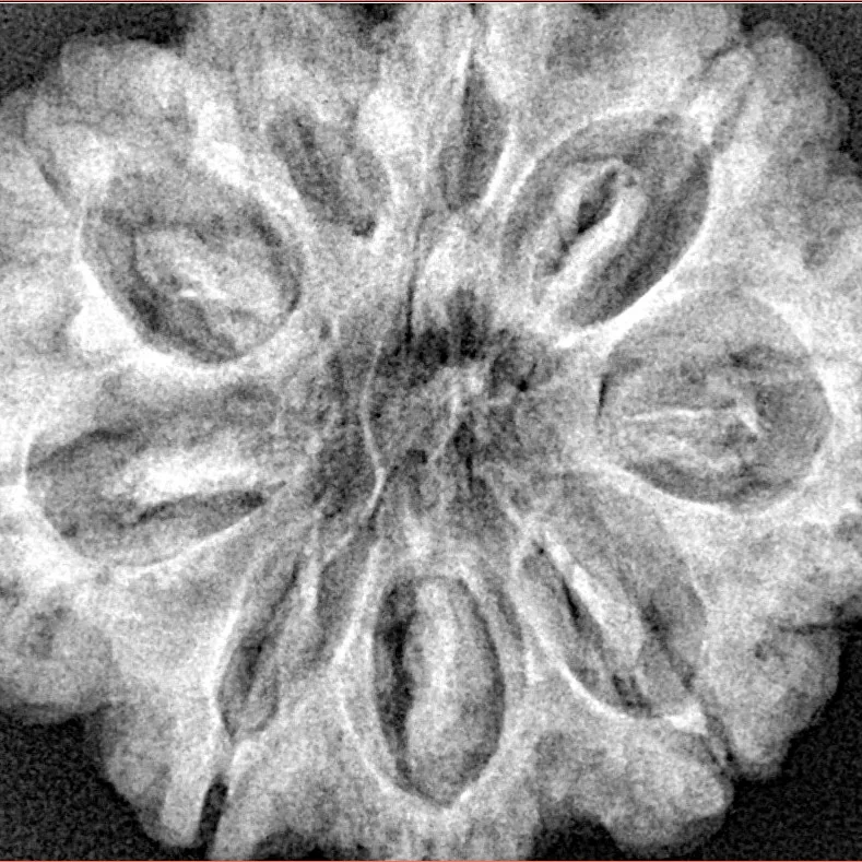 9 Mukhi Rudraksha 30.9mm 7gm - Xray