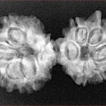 10 Mukhi G.S & Ganesh 33.4mm 4.45gm - Xray