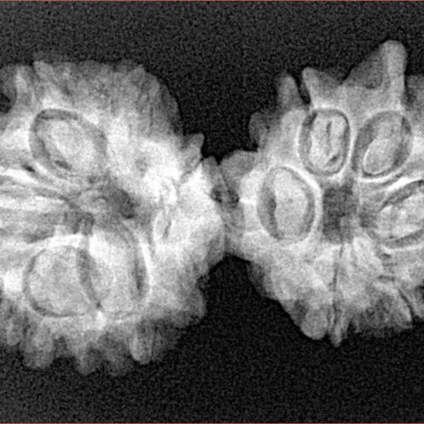 10 Mukhi G.S & Ganesh 33.4mm 4.45gm - Xray